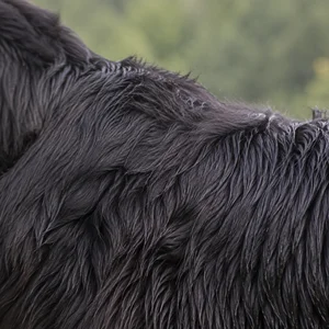 Newfoundland — coat texture
