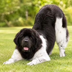 Newfoundland — playful