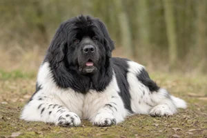 Newfoundland — lying down