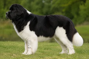 Newfoundland dog