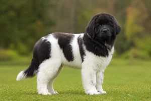 Newfoundland — puppy (~4 mo)