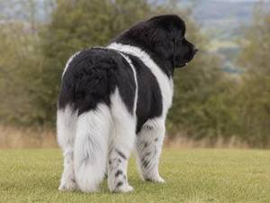 Newfoundland — rear