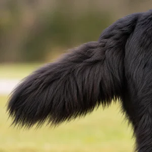 Newfoundland — tail