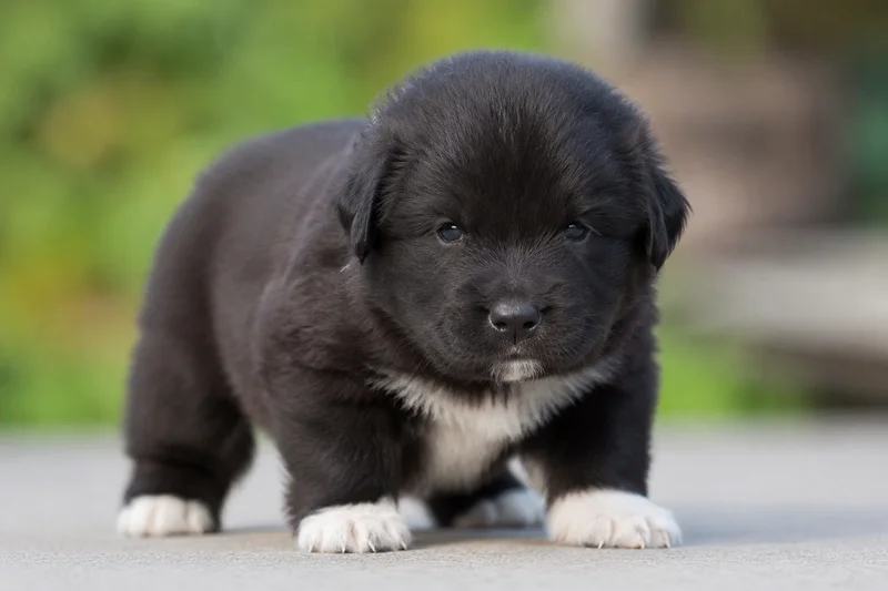 Newfoundland — young puppy (~1 mo)