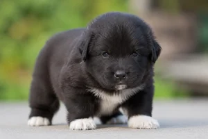Newfoundland — young puppy (~1 mo)