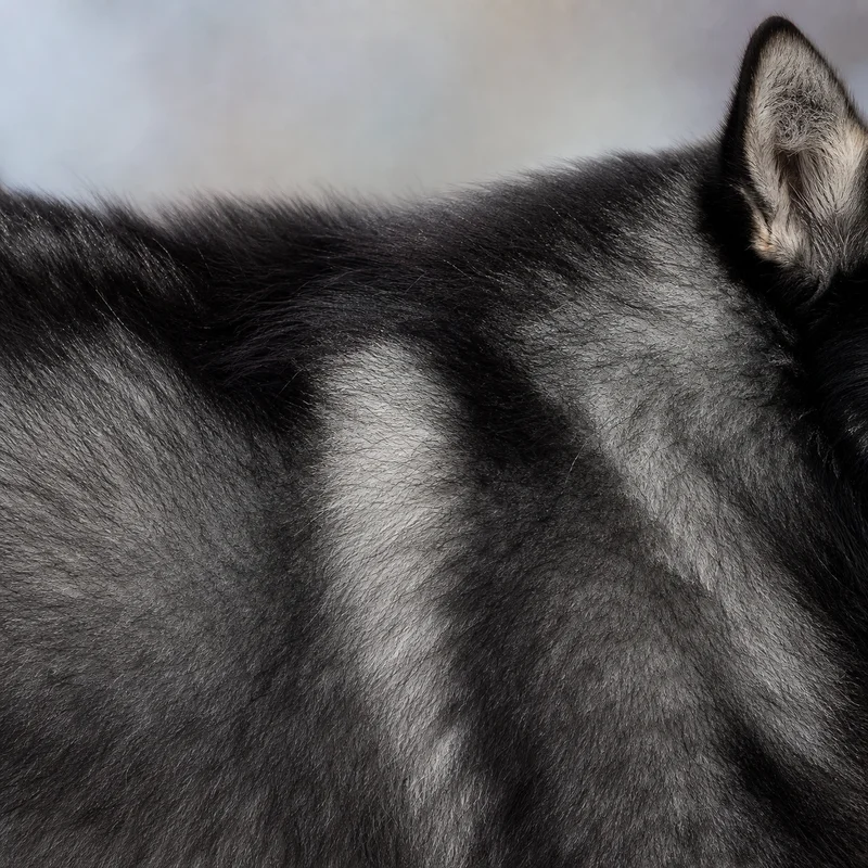Nordic Spitz — coat texture