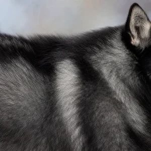 Nordic Spitz — coat texture