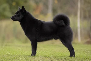 Nordic Spitz — Black coat