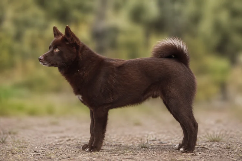 Nordic Spitz — Brown coat