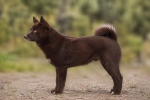 Nordic Spitz — Brown coat