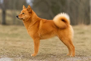 Nordic Spitz — Red coat