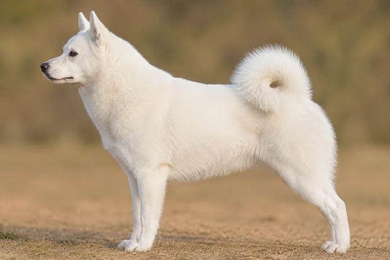 Nordic Spitz — White coat