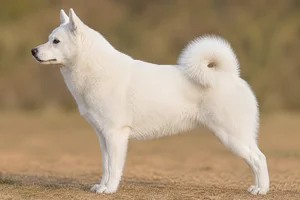 Nordic Spitz — White coat