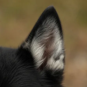 Nordic Spitz — ears