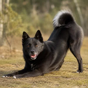 Nordic Spitz — playful
