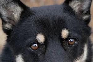 Nordic Spitz — eyes