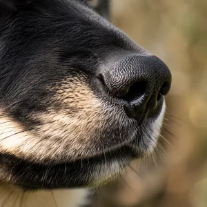 Nordic Spitz — nose
