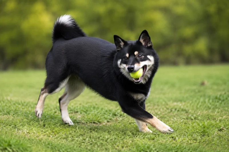 Nordic Spitz — playing