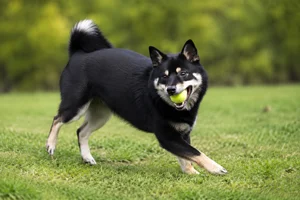 Nordic Spitz — playing