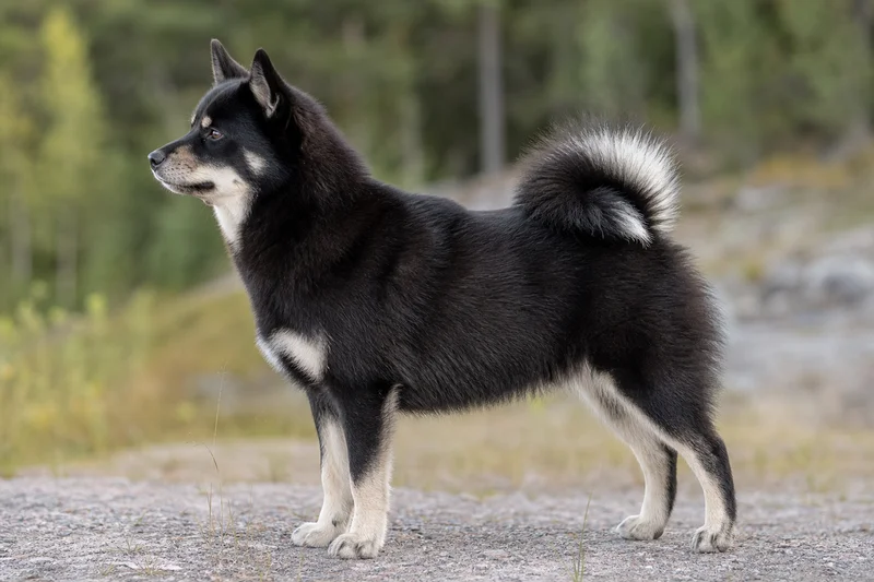Nordic Spitz — side
