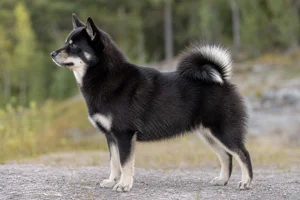 Nordic Spitz dog