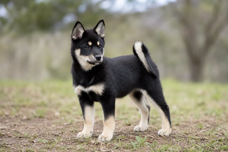 Nordic Spitz — puppy (~4 mo)