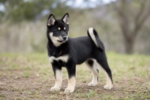 Nordic Spitz — puppy (~4 mo)