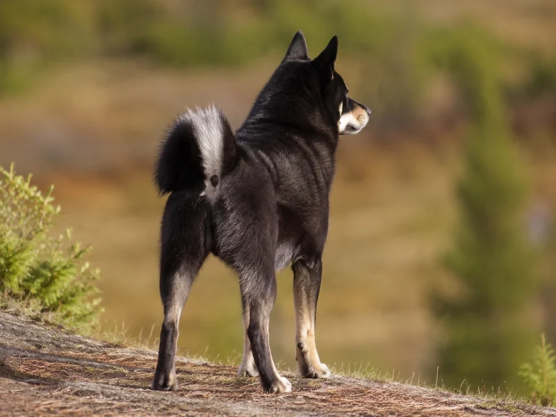 Nordic Spitz — rear