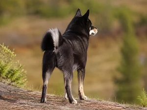 Nordic Spitz — rear