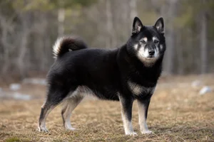 Nordic Spitz — senior