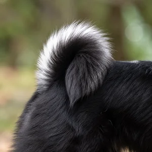 Nordic Spitz — tail