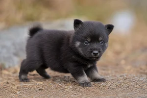 Nordic Spitz — young puppy (~1 mo)