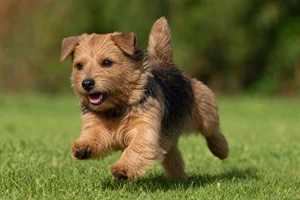 Norfolk Terrier — running