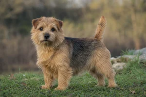 Norfolk Terrier — adult