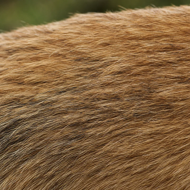 Norfolk Terrier — coat texture