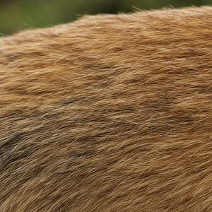 Norfolk Terrier — coat texture