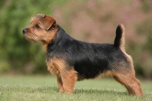 Norfolk Terrier — black-and-tan coat