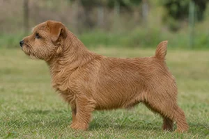 Norfolk Terrier — brown coat