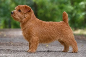 Norfolk Terrier — red coat