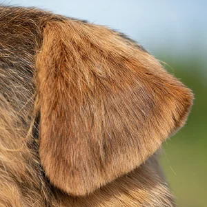 Norfolk Terrier — ears