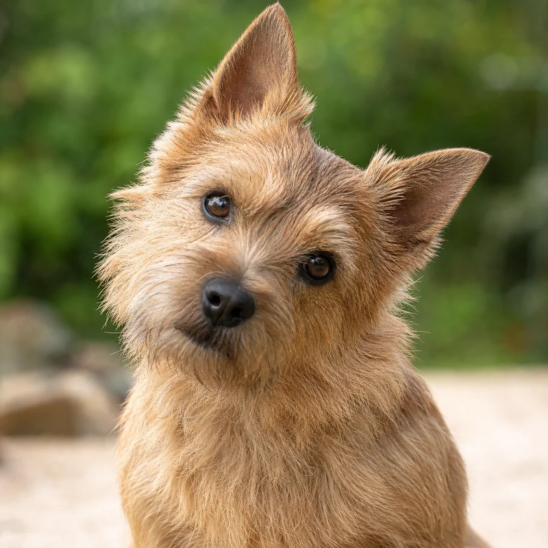 Norfolk Terrier — alert