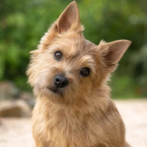 Norfolk Terrier — alert