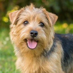 Norfolk Terrier — happy