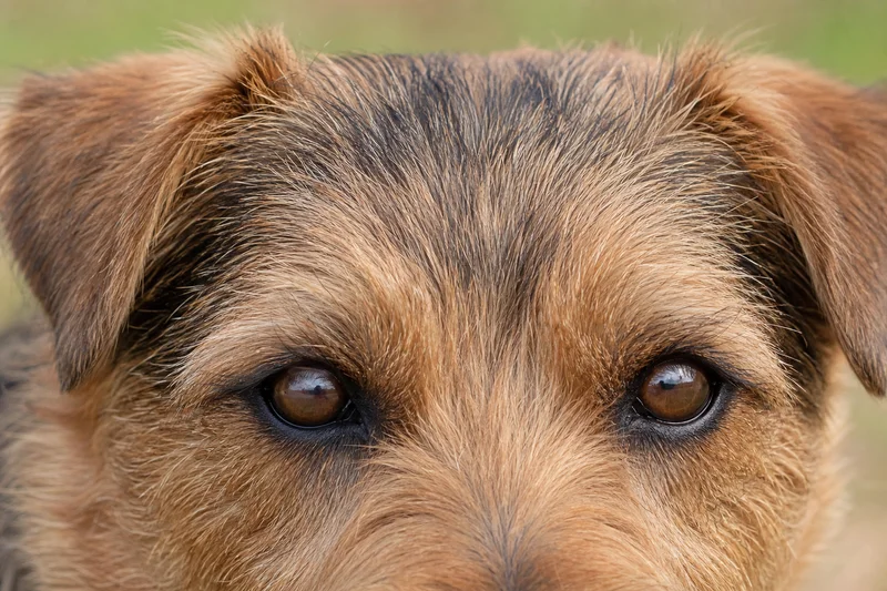 Norfolk Terrier — eyes