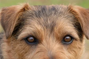 Norfolk Terrier — eyes