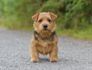Norfolk Terrier — front