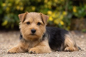 Norfolk Terrier — lying down
