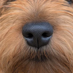 Norfolk Terrier — nose