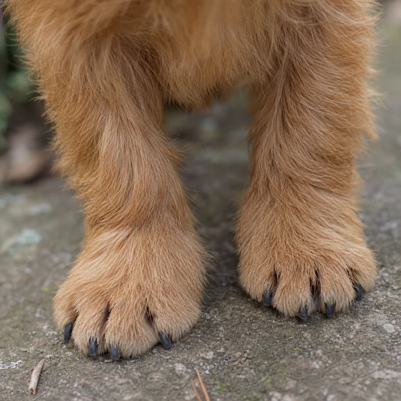 Norfolk Terrier — paws