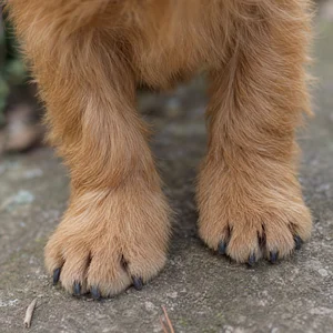 Norfolk Terrier — paws